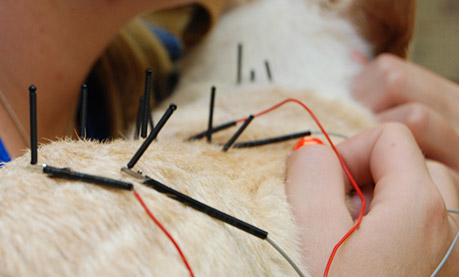 pet-acupuncture