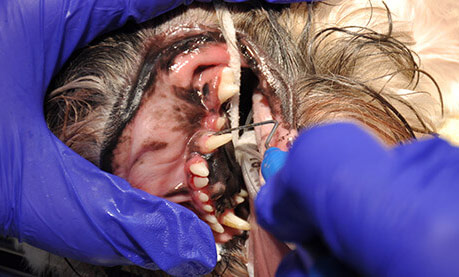 veterinary-dental-services